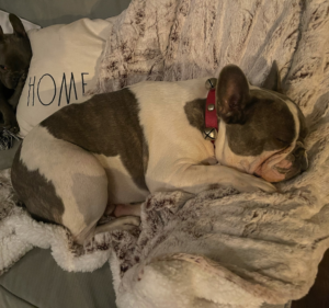 Frenchie Friday December 31st, 2021