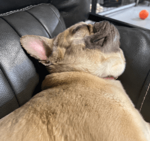 Frenchie Friday December 31st, 2021