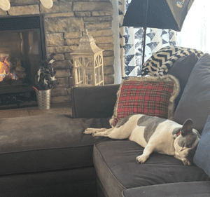 Frenchie Friday December 24th, 2021