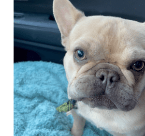 Frenchie Friday December 17th, 2021