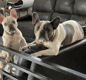 Frenchie Friday December 17th, 2021