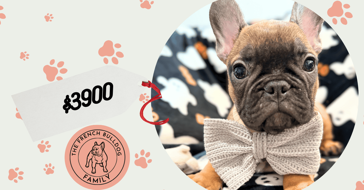 Isaac | Fawn French Bulldog Male | Available Oct 2025