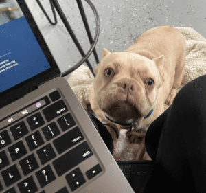 Frenchie Friday January 28th, 2022