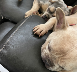 Frenchie Friday January 28th, 2022