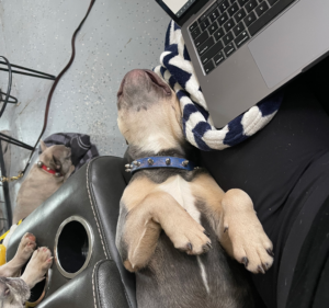 Frenchie Friday January 28th, 2022