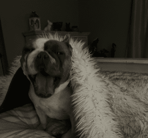 Frenchie Friday January 28th, 2022