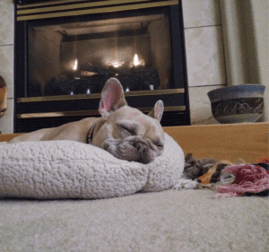 Frenchie Friday January 28th, 2022