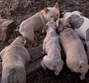 Frenchie Friday January 21st, 2022