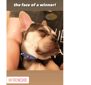 Frenchie Friday January 21st, 2022