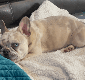 Frenchie Friday January 14th, 2022