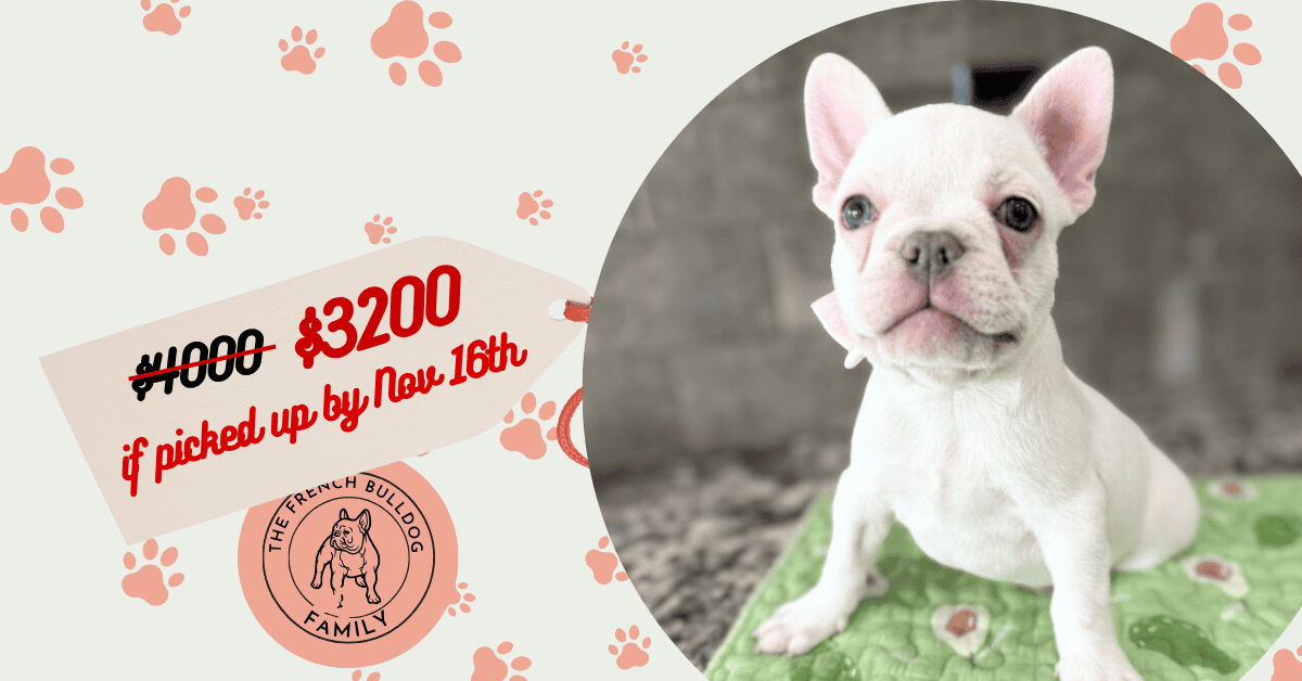 Evan | Platinum French Bulldog Male | Available Now | People-Focused Snuggle Bug