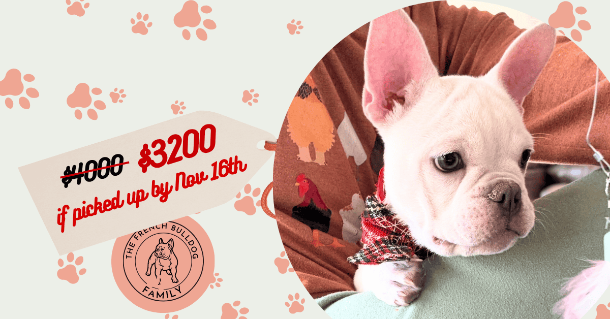 Evan | Platinum French Bulldog Male | Available Now | People-Focused Snuggle Bug