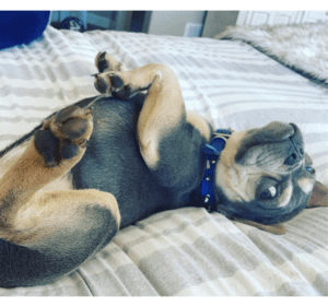 Frenchie Friday February 11th, 2022