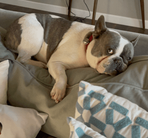 Frenchie Friday February 11th, 2022