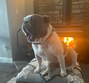 Frenchie Friday February 11th, 2022