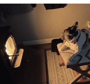 Frenchie Friday February 11th, 2022