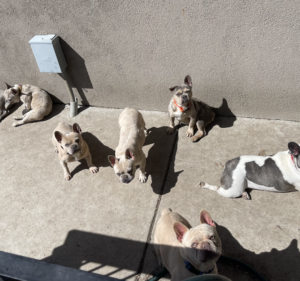 Frenchie Friday - The French Bulldog-March 25th, 2022