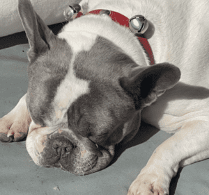 Frenchie Friday - The French Bulldog-March 25th, 2022