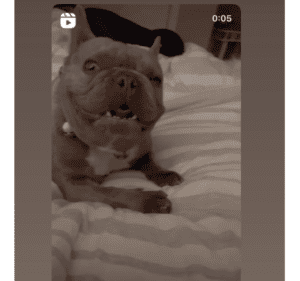 Frenchie Friday - The French Bulldog-March 25th, 2022