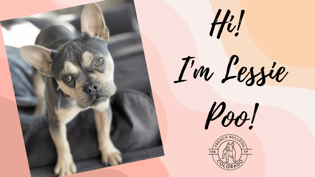 Lestina Lilac with Tan Points French Bulldog Female