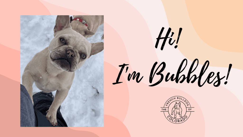 Bubbles Lilac Fawn Merle French Bulldog