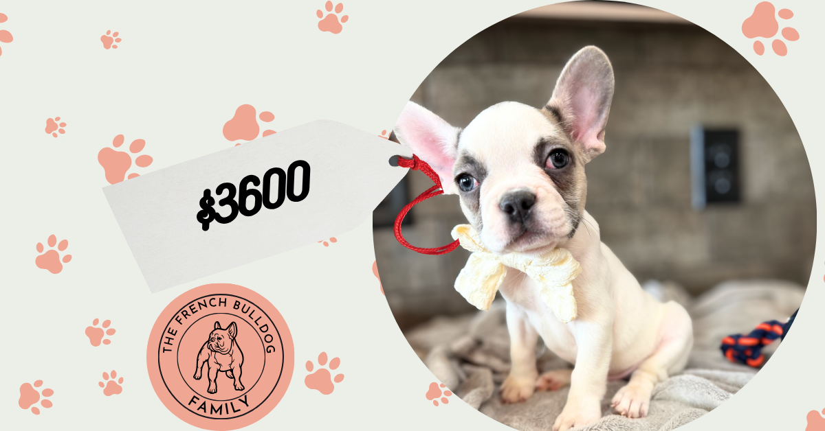 Chopper | Blue Fawn Pied French Bulldog Male | Available in August 2025