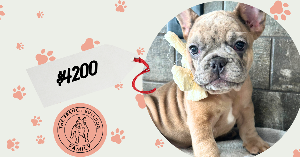 Bourbon | Blue Fawn Merle French Bulldog Male | Available in August 2025