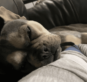 Frenchie Friday  April 29th, 2022
