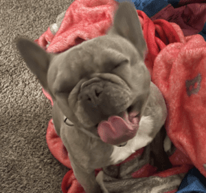 Frenchie Friday April 22nd, 2022