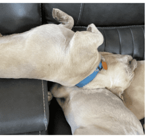 Frenchie Friday April 22nd, 2022