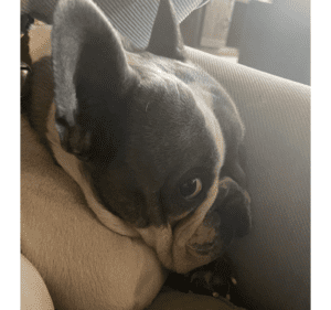 Frenchie Friday April 8th, 2022