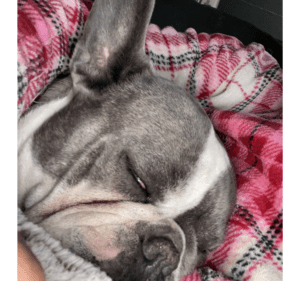 Frenchie Friday April 8th, 2022