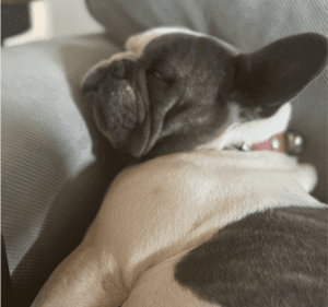 Frenchie Friday April 8th, 2022