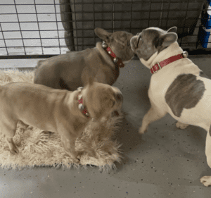 Frenchie Friday April 1st, 2022