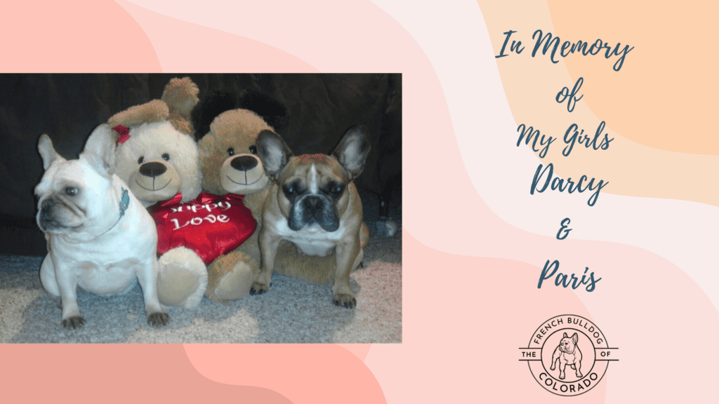 In Memory of Frenchies Darcy & Paris-Otherwise known as The Girls.