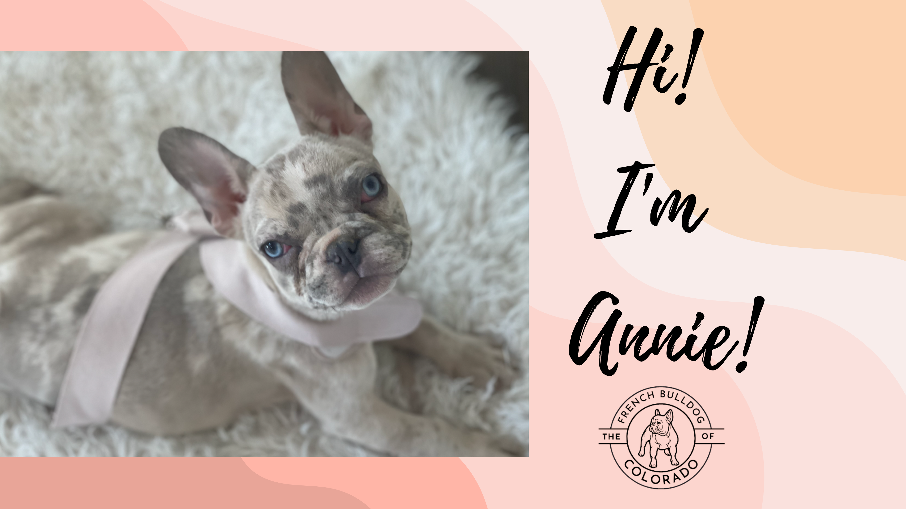 Annie Lilac Fawn Merle French Bulldog