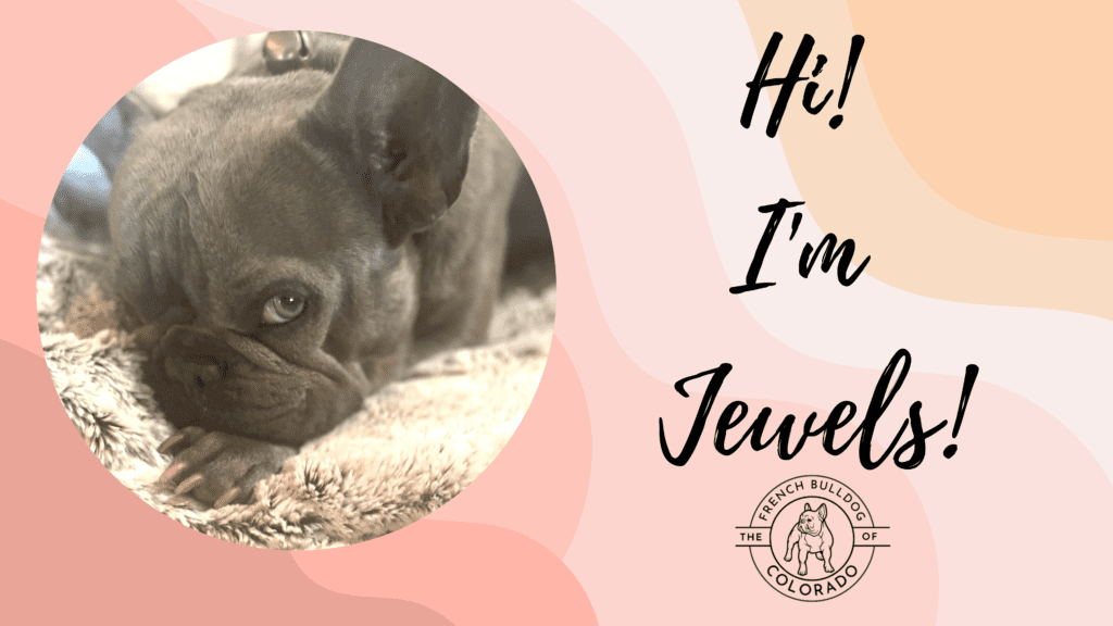 Jewels Lilac Female French Bulldog