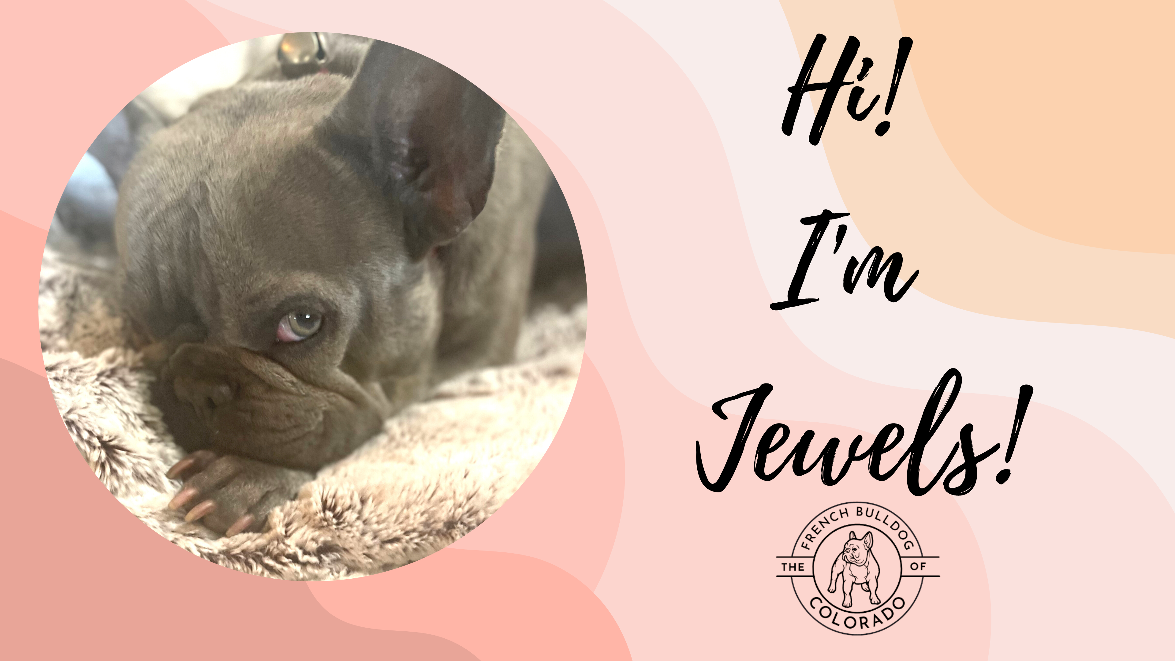 Jewels Lilac Female French Bulldog
