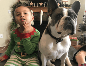 Romeo The Spoiled French Bulldog
