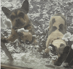 Frenchie Friday  May 27th, 2022