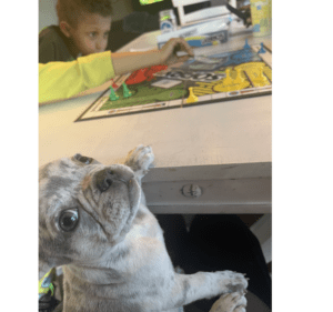 Frenchie Friday May 13th, 2022