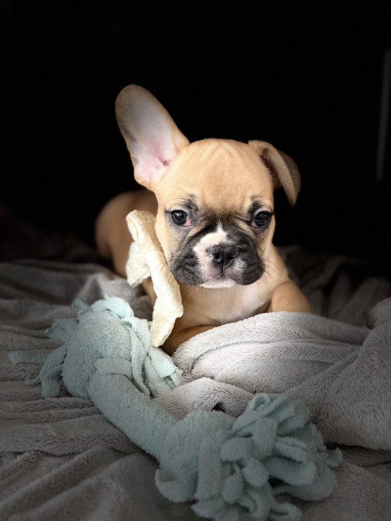 Vegas | Fawn & White French Bulldog Male | Available in July 2025