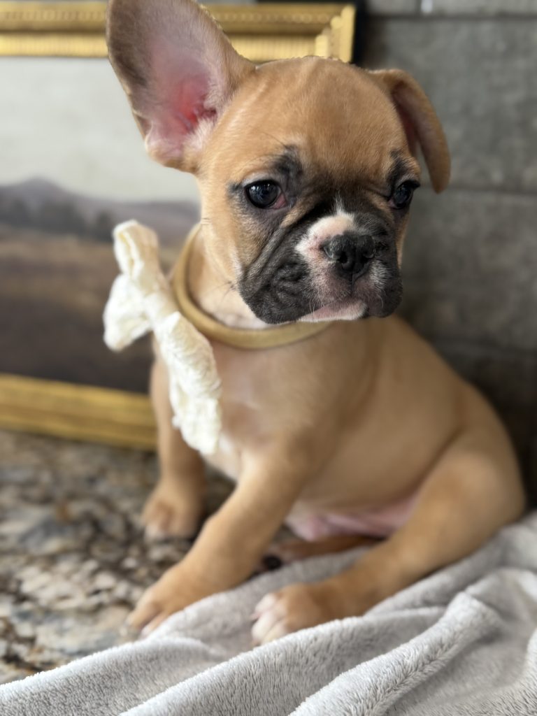 Vegas | Fawn & White French Bulldog Male | Available in July 2025