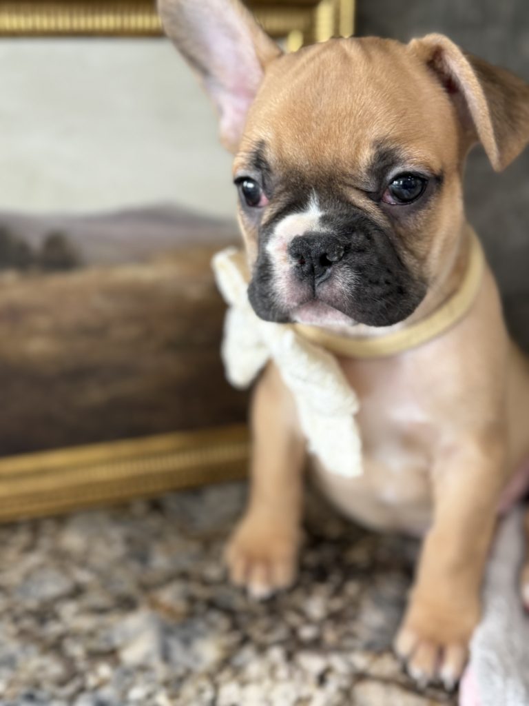 Vegas | Fawn & White French Bulldog Male | Available in July 2025