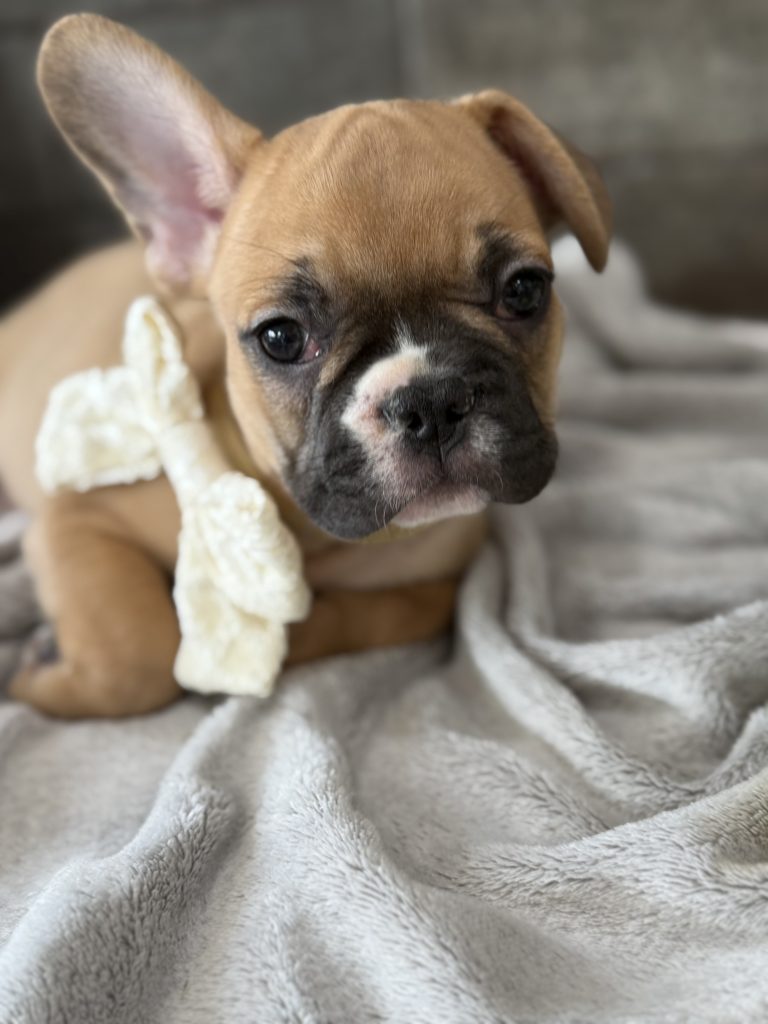 Vegas | Fawn & White French Bulldog Male | Available in July 2025
