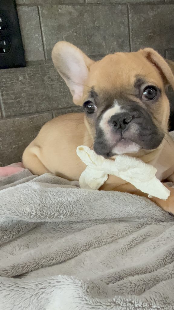Vegas | Fawn & White French Bulldog Male | Available in July 2025