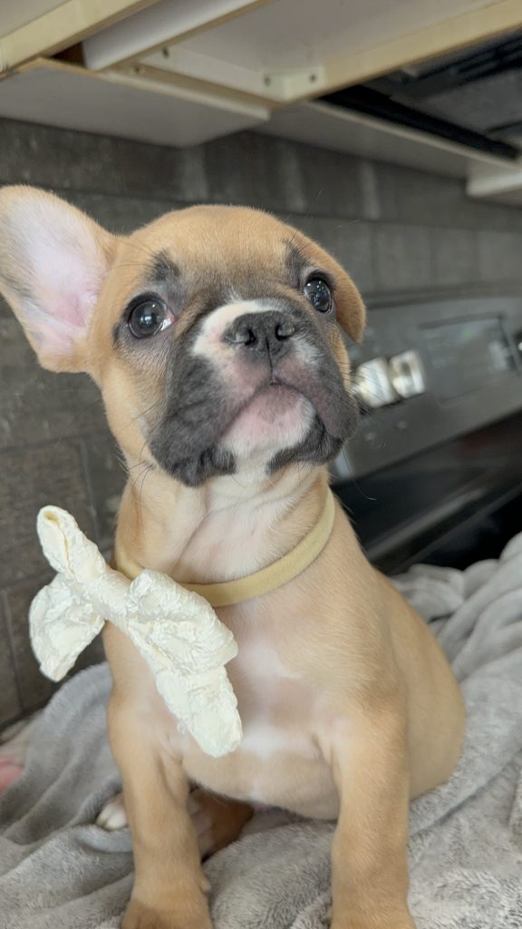 Vegas | Fawn & White French Bulldog Male | Available in July 2025
