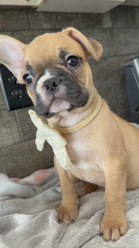 Vegas | Fawn & White French Bulldog Male | Available in July 2025