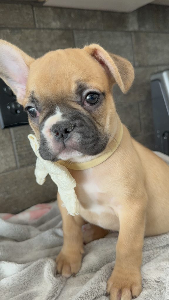 Vegas | Fawn & White French Bulldog Male | Available in July 2025