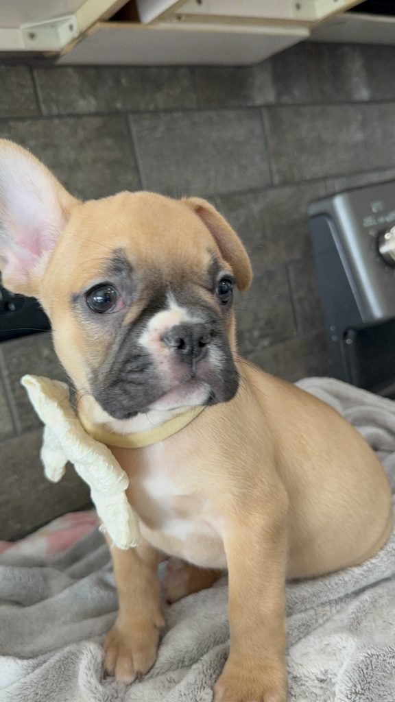 Vegas | Fawn & White French Bulldog Male | Available in July 2025